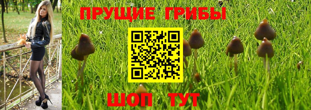 Псилоцибиновые грибы Psilocybine cubensis Бердск
